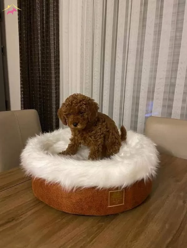 Muhteşem Irk Toy Poodle Yavrularımız