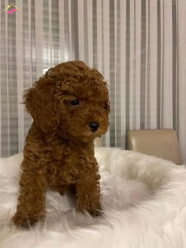 Muhteşem Irk Toy Poodle Yavrularımız