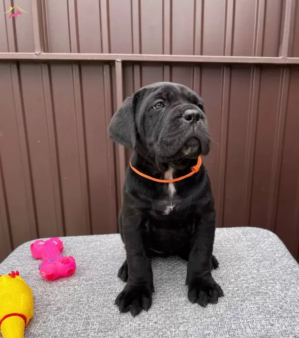 Muhteşem Irk Garantili Cane Corso Yavrularım