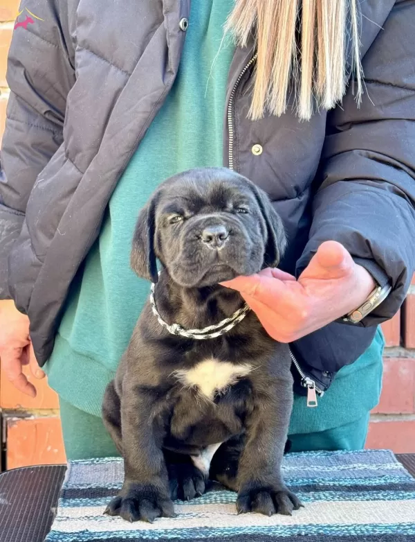 Muhteşem Irk Garantili Cane Corso Yavrularım