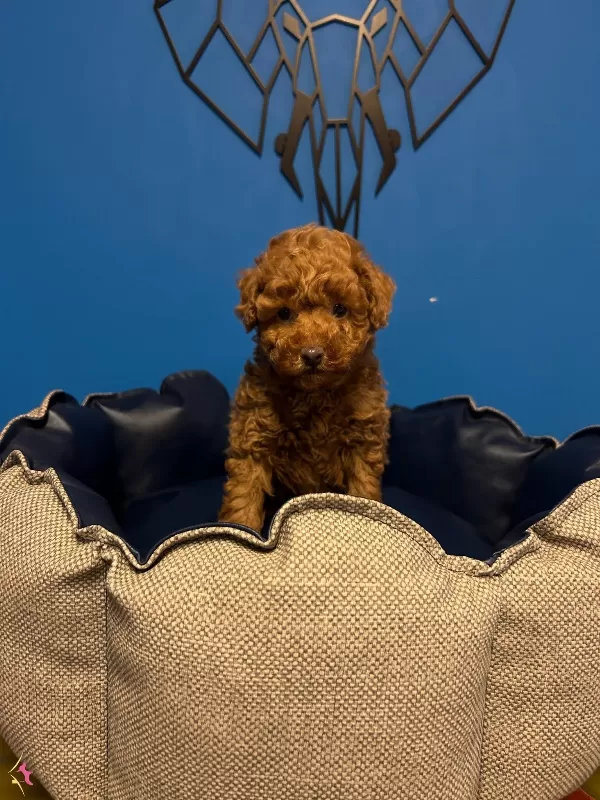Irkin En Iyilerinden Toy Poodle Bebekler
