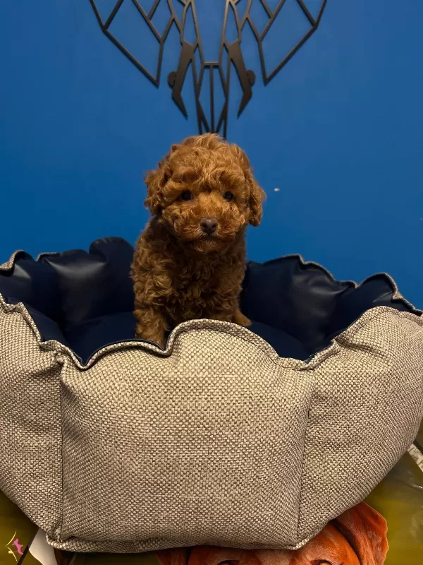 Irkin En Iyilerinden Toy Poodle Bebekler