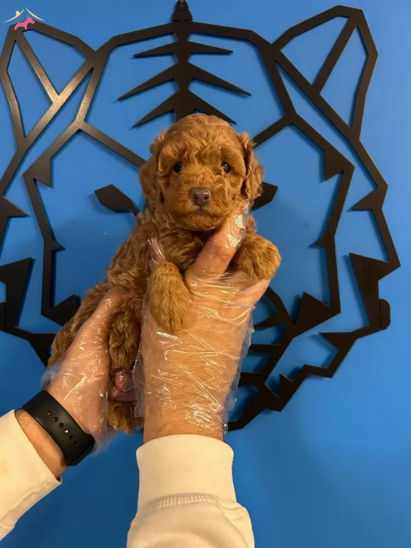 Cazibesiyle Buyuleyen Toy Poodle Yeni Arkadasinizi Kesfedin