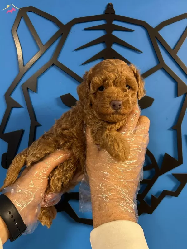 Cazibesiyle Buyuleyen Toy Poodle Yeni Arkadasinizi Kesfedin