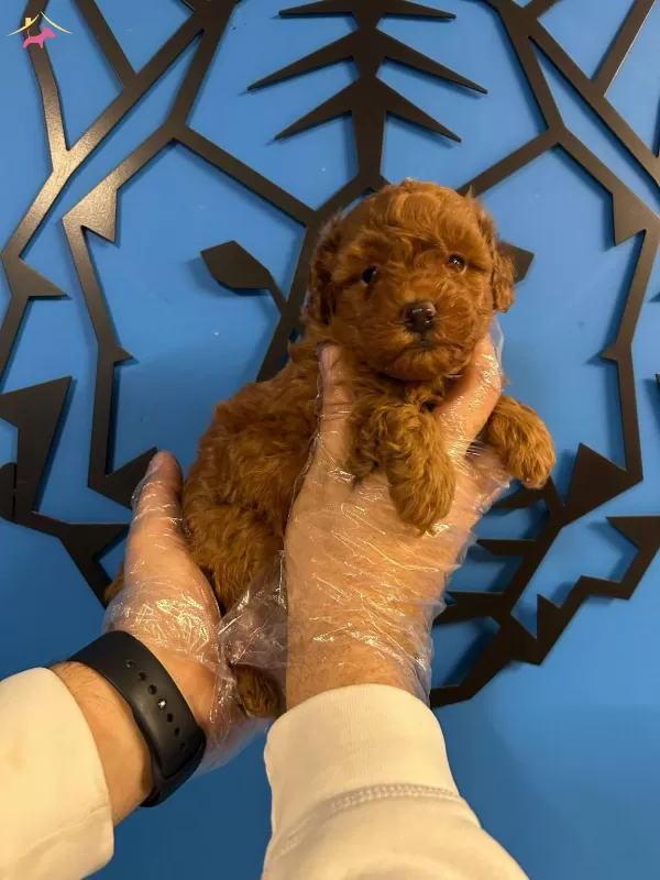 Zerafetin Simgesi Toy Poodle Kopekler Sizleri Bekliyor