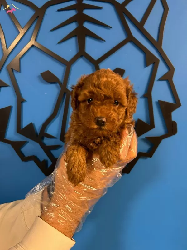 Zerafetin Simgesi Toy Poodle Kopekler Sizleri Bekliyor