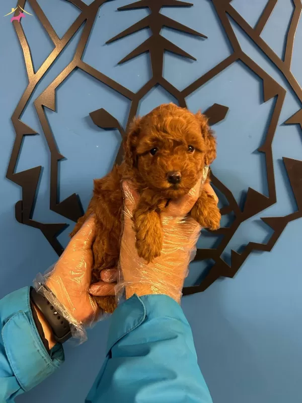 Zerafetin Simgesi Toy Poodle Kopekler Sizleri Bekliyor