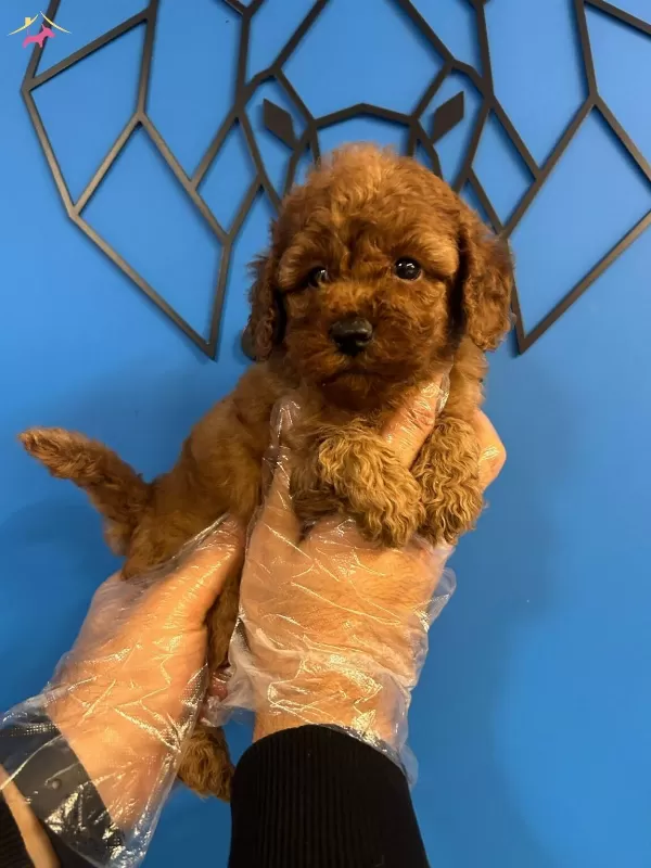 Sevimlilik Ve Akilliligin Bulustugu Nokta Poodle Bebekler