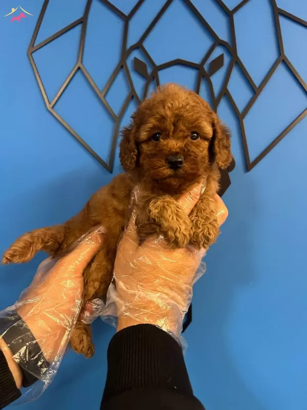Sevimlilik Ve Akilliligin Bulustugu Nokta Poodle Bebekler