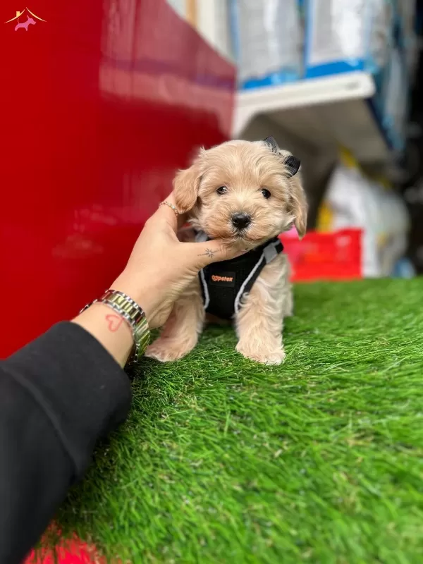 Maltipoo Ust Kalite Yavrular