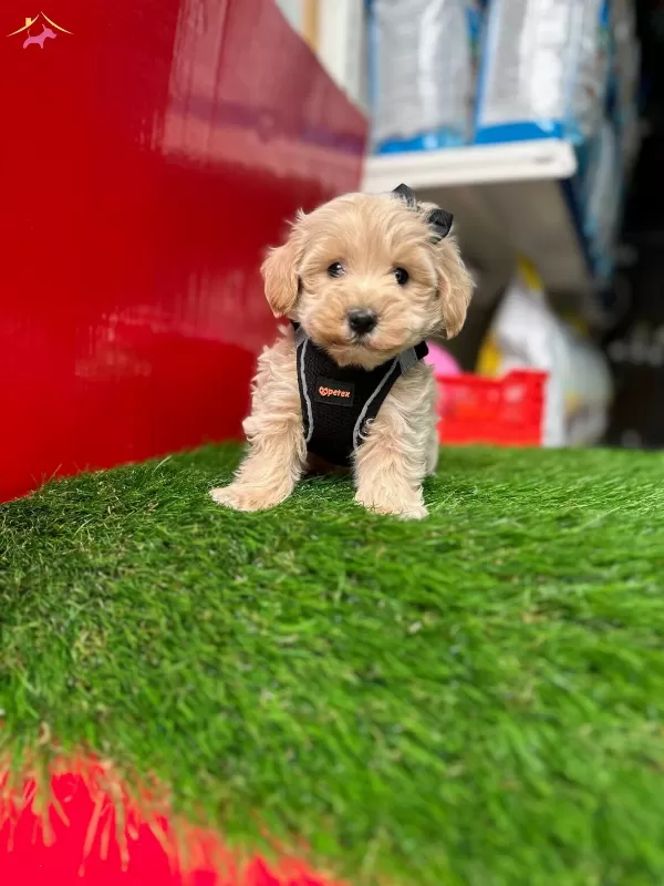Maltipoo Ust Kalite Yavrular