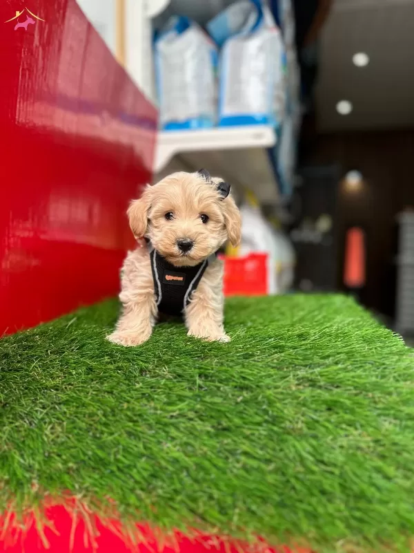 Maltipoo Ust Kalite Yavrular