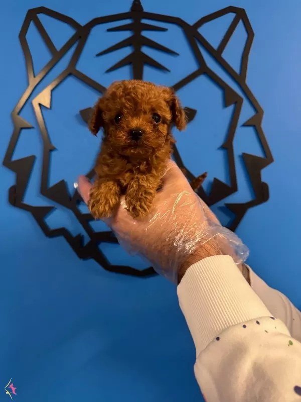 Kore Red Browne Tea Cup Toy Poodle