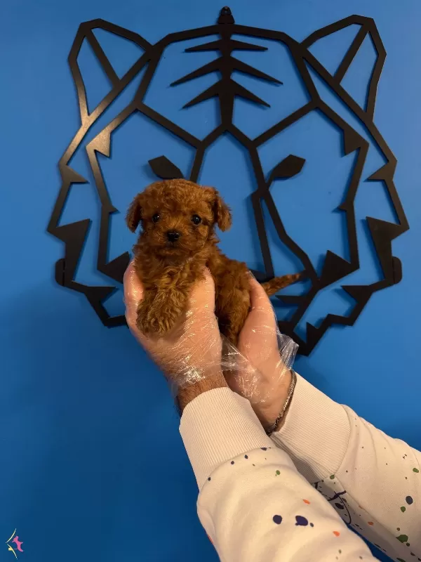 Kore Red Browne Tea Cup Toy Poodle