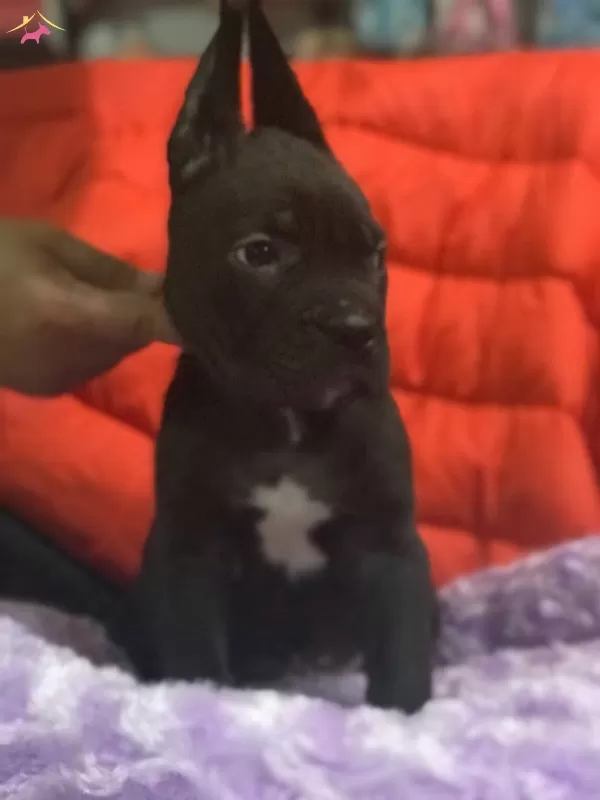 Cane Corso Bebekler Siyah Ve Mavi