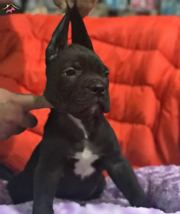 Cane Corso Bebekler Siyah Ve Mavi