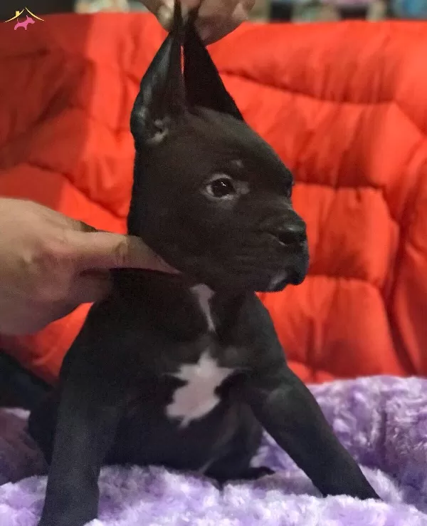 Cane Corso Bebekler Siyah Ve Mavi