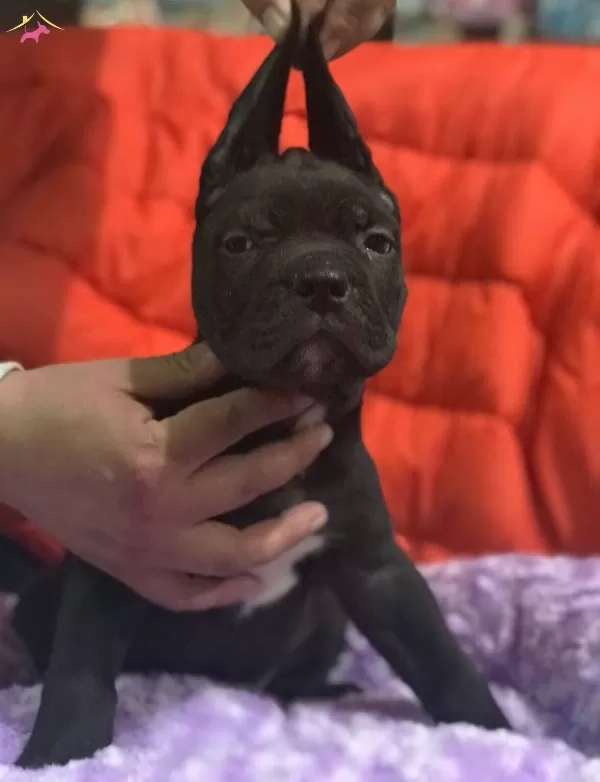 Cane Corso Bebekler Siyah Ve Mavi