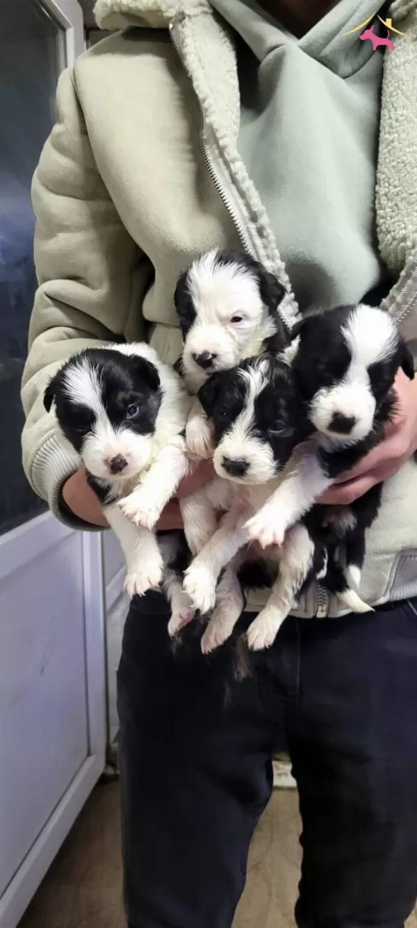 Border Collie Max Bebekler