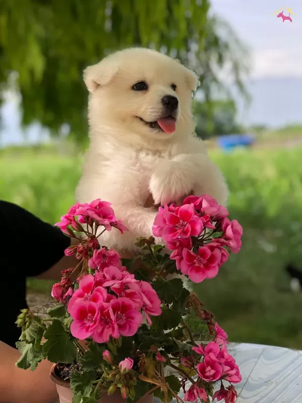 Ayı Surat Samoyed Bebekler