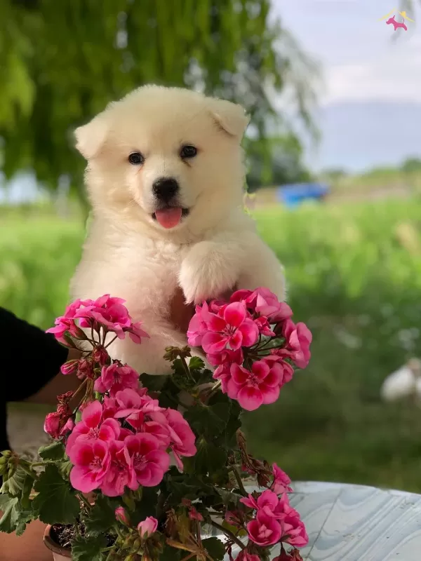 Ayı Surat Samoyed Bebekler