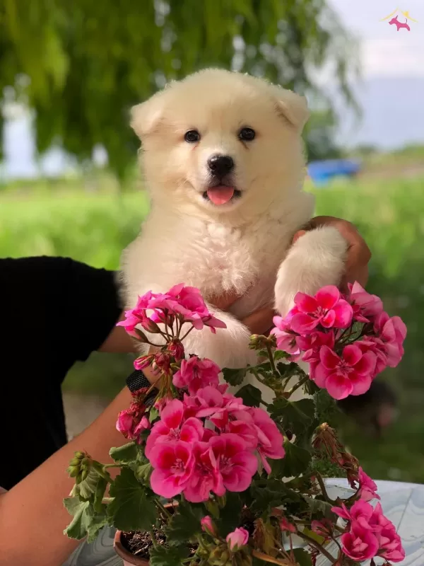 Ayı Surat Samoyed Bebekler