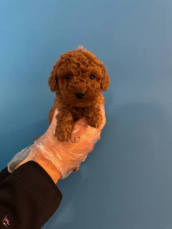 Red Browne Kore Tea Cup Toy Poodle Yavruları