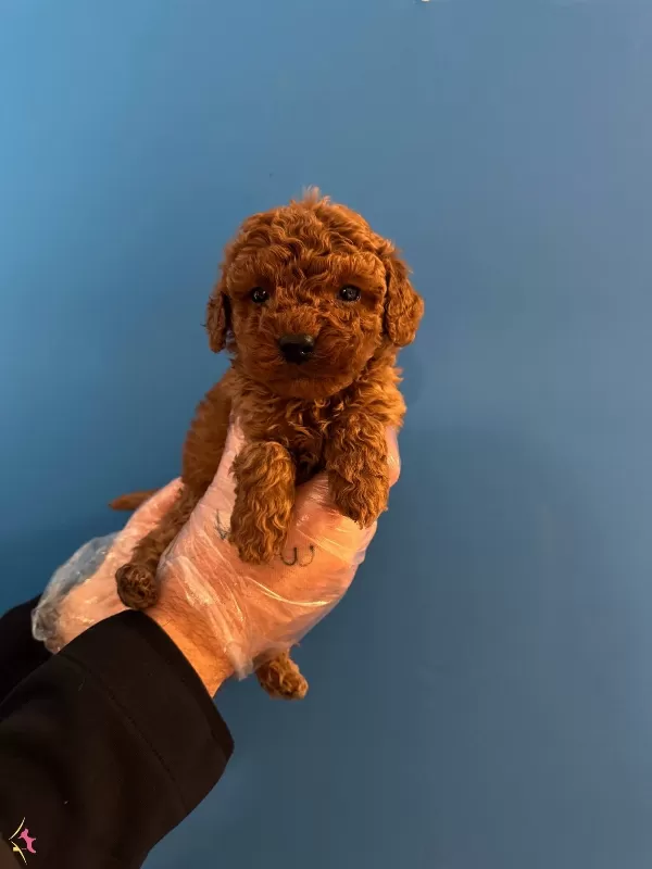 Red Browne Kore Tea Cup Toy Poodle Yavruları