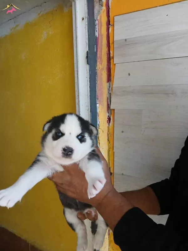 Mükemmel Kalitede Bebeklerimiz Rezerve Açılmıştır