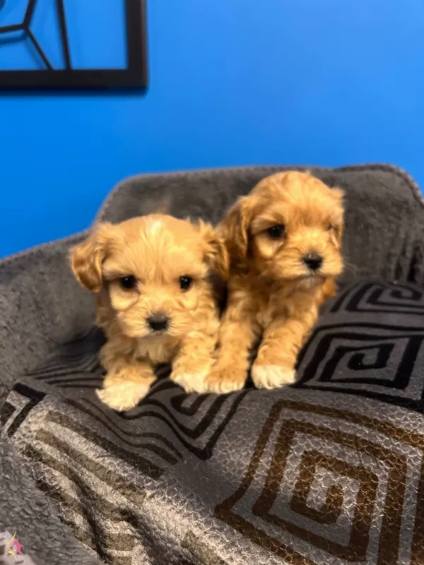 En Sevimli Maltipoo Yavruları