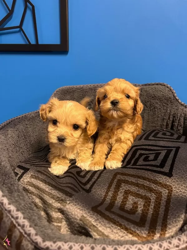 En Sevimli Maltipoo Yavruları