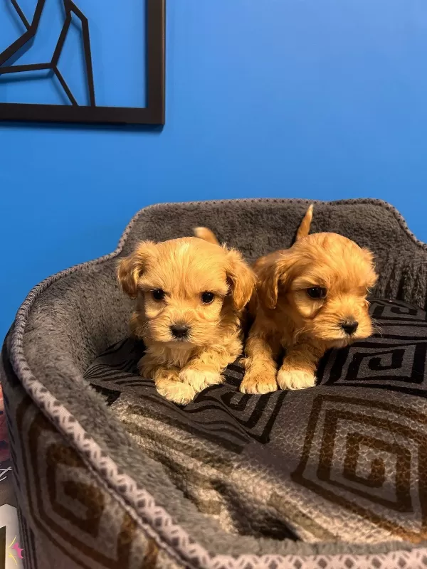 En Sevimli Maltipoo Yavruları