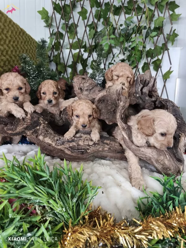 Full Eğitimli Poodle Bebekler