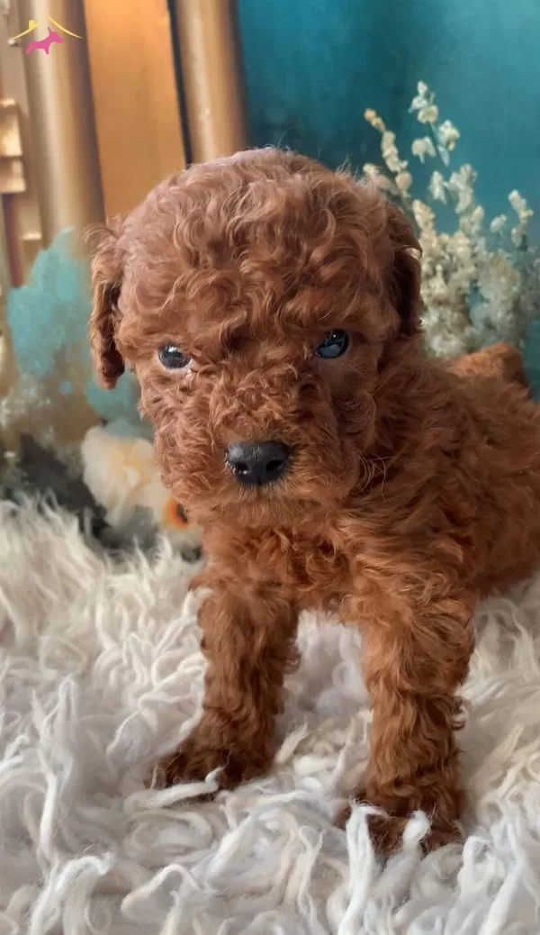 Original 2 Aylık Korekan Toy Poodle Yavruları