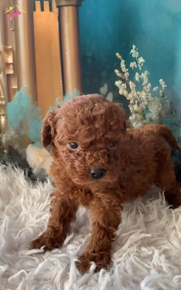 Original 2 Aylık Korekan Toy Poodle Yavruları