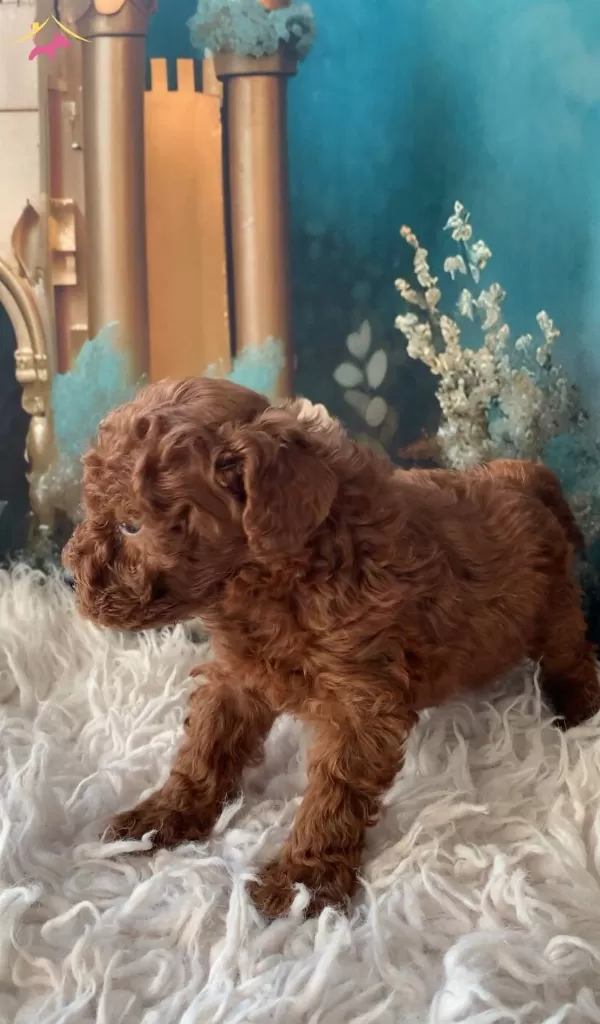 Original 2 Aylık Korekan Toy Poodle Yavruları
