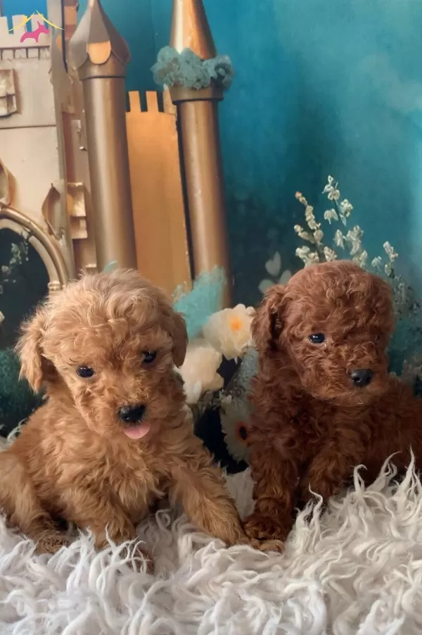 Original 2 Aylık Korekan Toy Poodle Yavruları