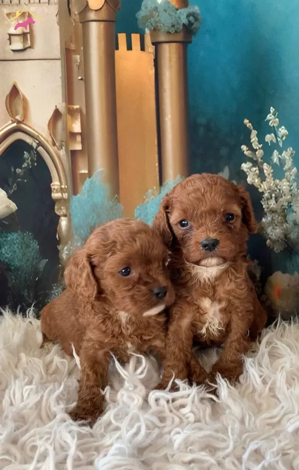 Original 2 Aylık Korekan Toy Poodle Yavruları