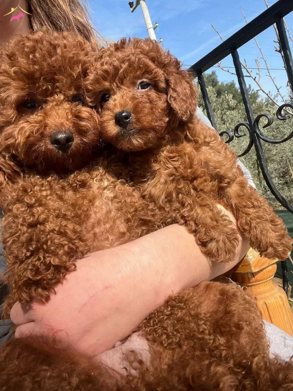 Safkan Irk Garantili Toy Poodle Yavrular