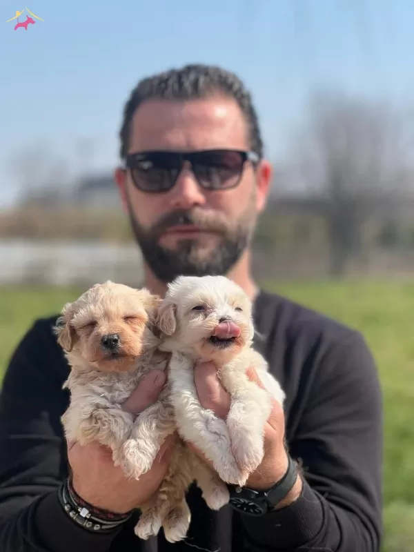 Safkan Irk Garantili Maltipoo Yavrularımız