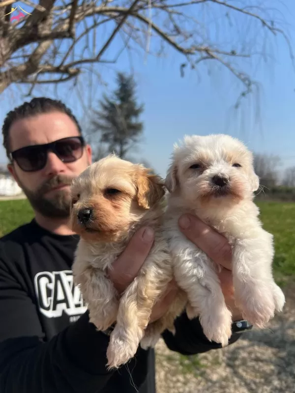 Safkan Irk Garantili Maltipoo Yavrularımız