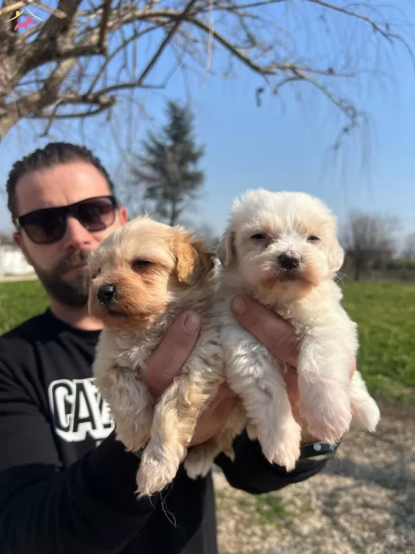 Safkan Irk Garantili Maltipoo Yavrularımız