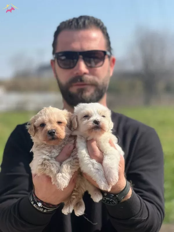 Safkan Irk Garantili Maltipoo Yavrularımız