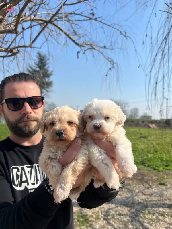 Safkan Irk Garantili Maltipoo Yavrularımız