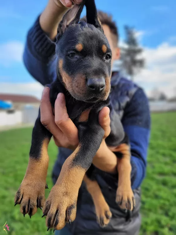 Safkanlık Garantili Doberman Yavrularımız