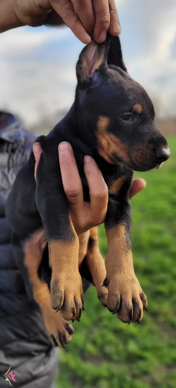 Safkanlık Garantili Doberman Yavrularımız