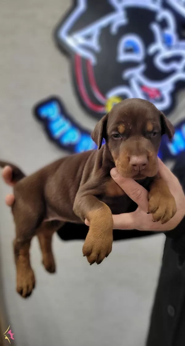 Safkanlık Garantili Doberman Yavrularımız