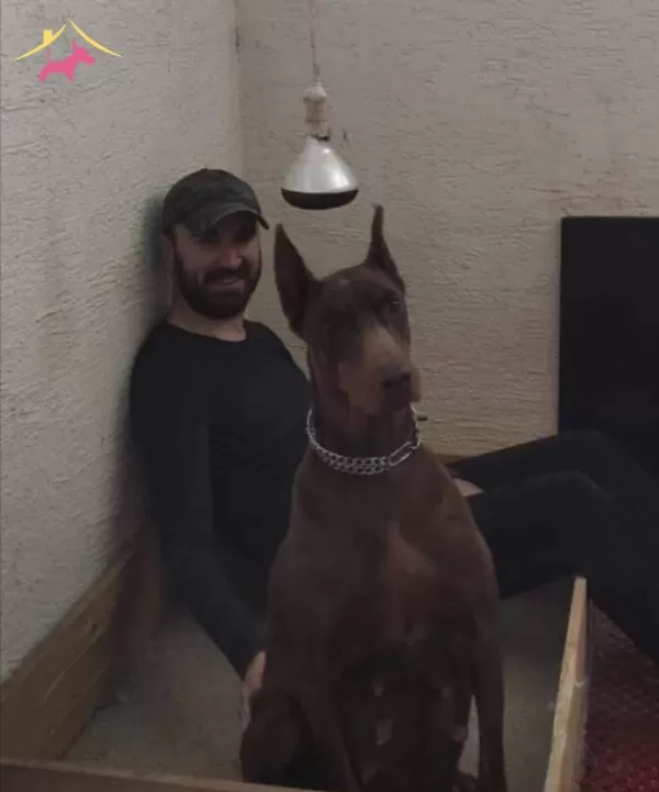 Safkanlık Garantili Doberman Yavrularımız