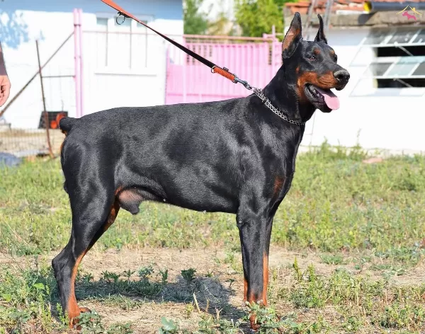 Safkanlık Garantili Doberman Yavrularımız