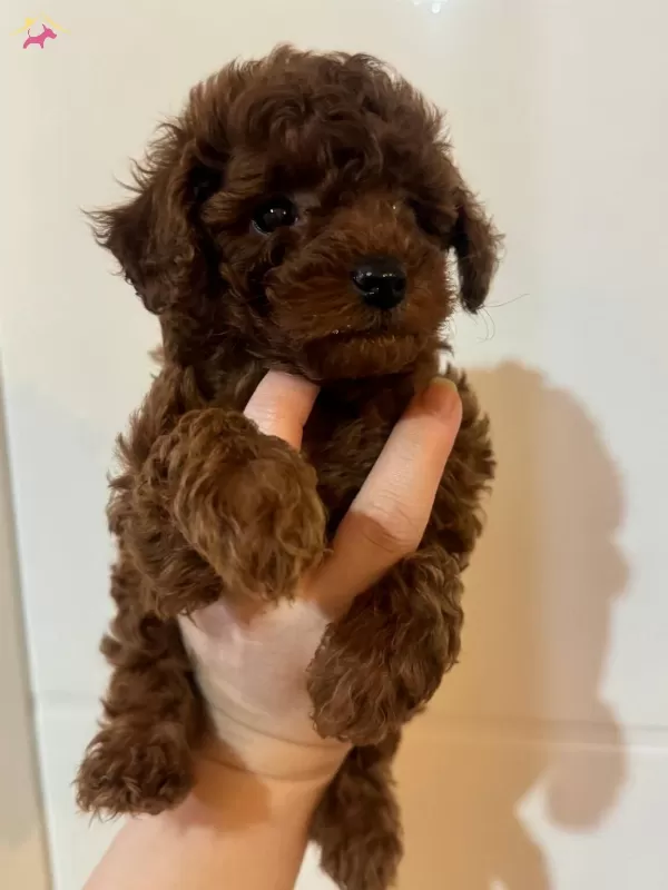 Resmi Isletmeden Kore Toypoodle Yavruları